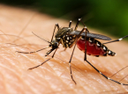 Antallet dengue-tilfeller overstiger 44 000 i Sri Lanka bare i 2026