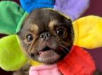 TikTok-sensasjonen King Chilli the Pug knuser GoFundMe-m&aring;let for en livreddende operasjon