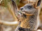 Tre kenguru-lignende wallabyer ble reddet under en razzia p&aring; en cannabisplantasje langt fra deres naturlige habitat p&aring; den andre siden av kloden
