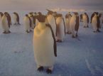 Nå kan du søke jobb på pingvinpostkontoret i Antarktis.