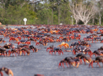 Sikrere veikryss f&oslash;rer til at bestanden av mangrove-landkrabber &oslash;ker igjen i Taiwan